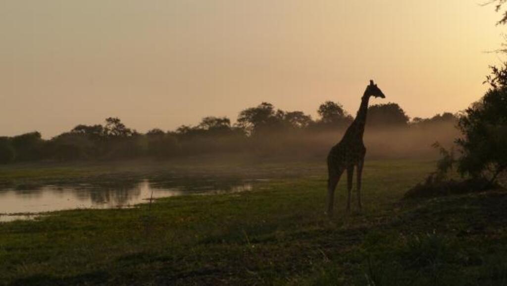 Tchad: le gouvernement met fin à la gestion de ses parcs naturels par l'ONG African Parks