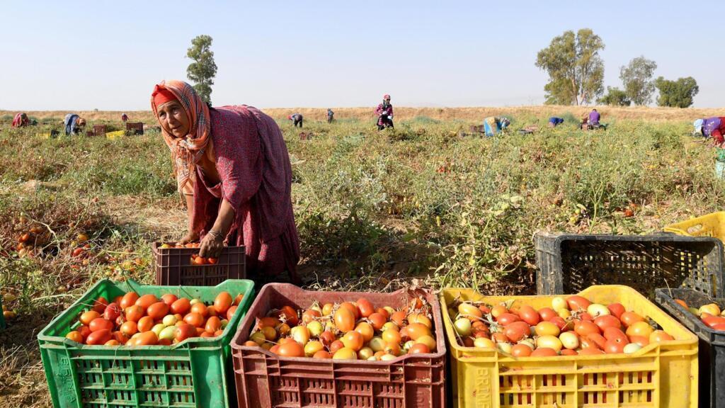 Une femme qui travaille dans le secteur agricole a un salaire moins élevé que celui d'un homme, et presque pas d’accès à la sécurité sociale.
