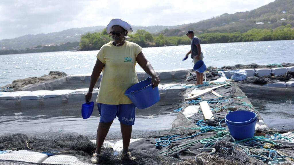 Sur une ferme aquacole en Martinique.