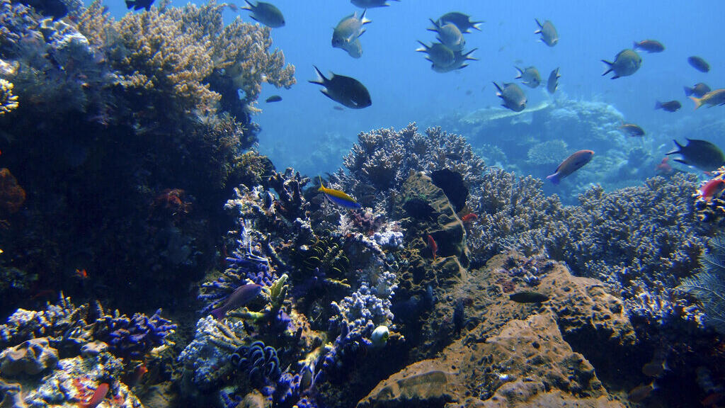 Barrière de corail dans les îles Komodo en Indonésie.