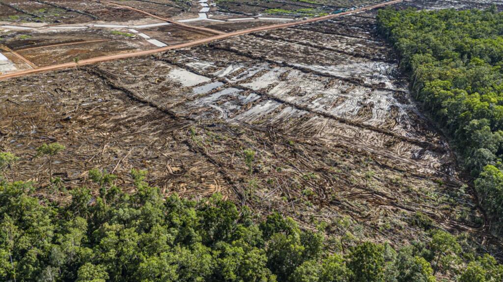 Dezvoltarea economică a Indoneziei stârnește controverse în privința defrișărilor și a drepturilor