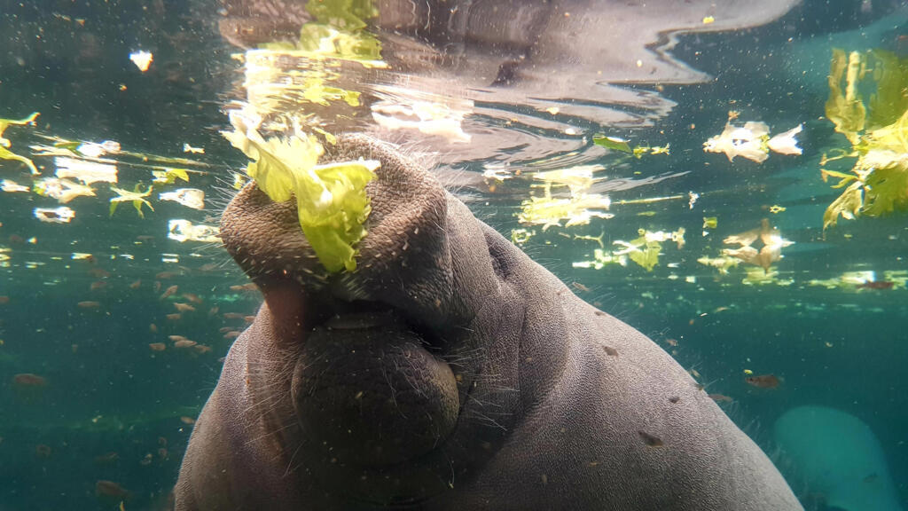 Au Parc zoologique de Vincennes, le lamantin avale 40 kilos de salade par jour.