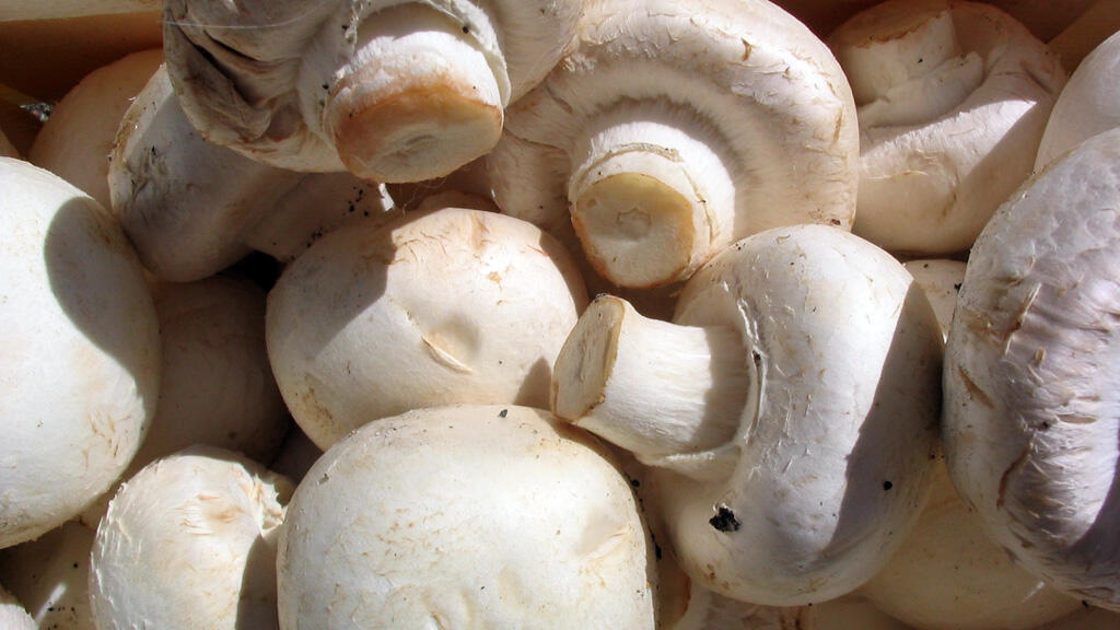 Des champignons de Paris.