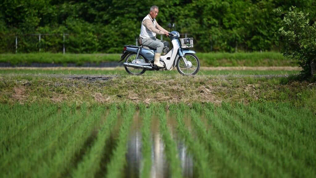 Un homme à moto passe devant des rangées de plants de riz dans une ferme de la ville de Sanjo, dans la préfecture de Niigata, au nord du Japon, le 4 juin 2025.