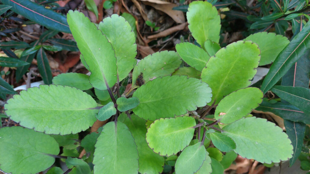 Afama/Herbe mal-tête.