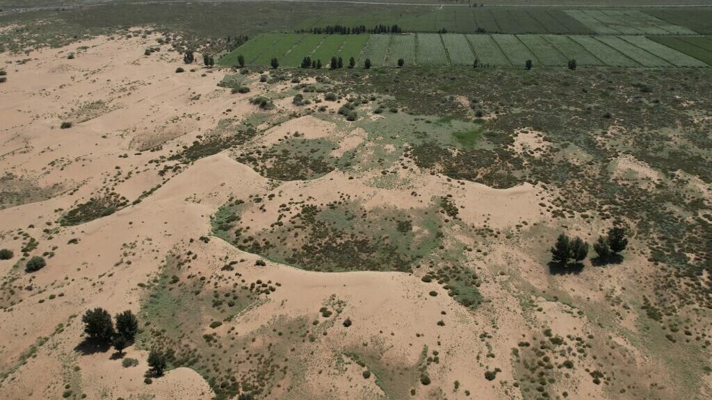 En Chine, des microalgues pour faire reculer le désert