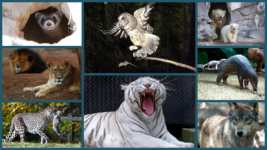 COP15峰會上有來自100多個國家的代表月10月13日通過了《昆明宣言》,為新的全球生物多樣性公約創造動力