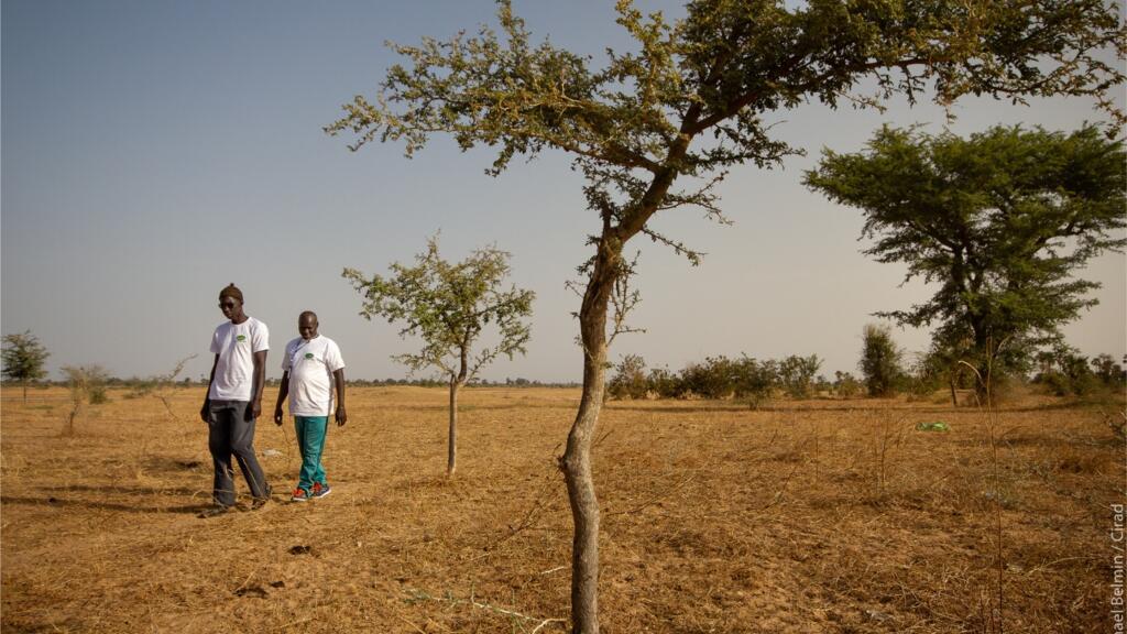 Youssou Faye à Diouroup (région de Fatick) a identifié, protégé et entretenu les acacias qui poussent dans son champ afin d'augmenter ses rendements de mil.