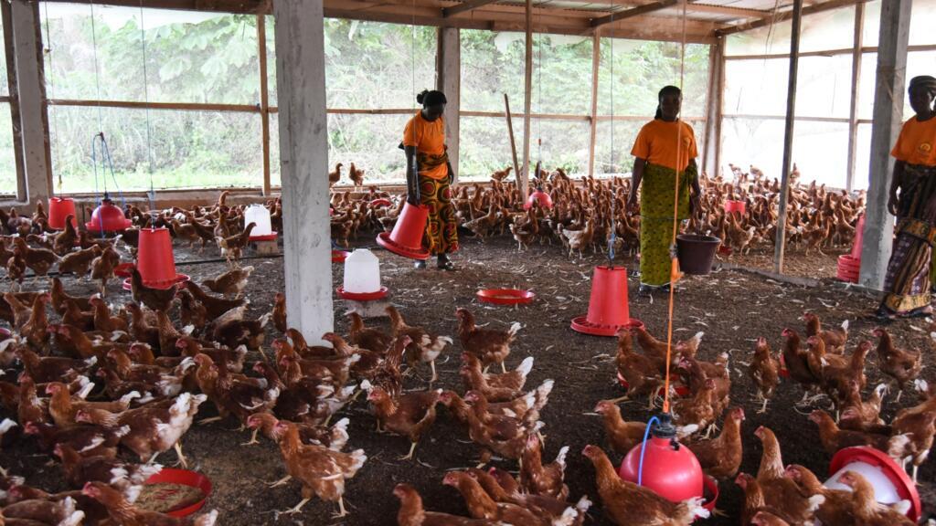 Un élevage de poules à Adzope, en Côte d'Ivoire, le 28 août 2018. (Image d'illustration)