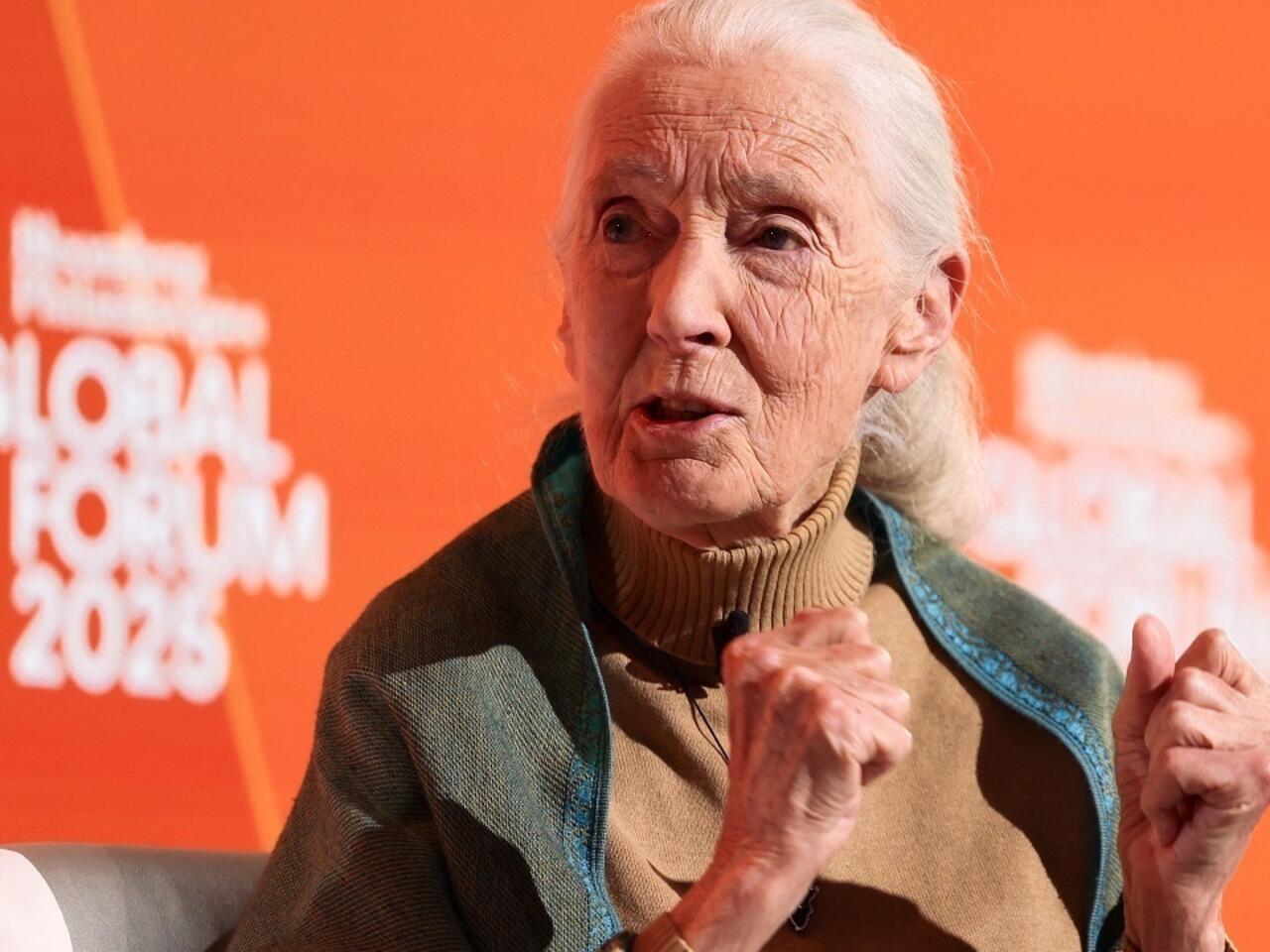 Jane Goodall, pioneering primatologist and voice for wildlife, dies aged 91