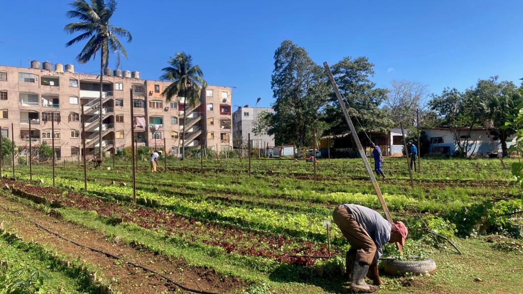 Plantation maraîchère à Cojimar, dans l’est de La Havane. Les Cubains appellent ces jardins potagers en ville ou en banlieue «organoponicos». Un modèle de production agroécologique très répandu sur l’île.