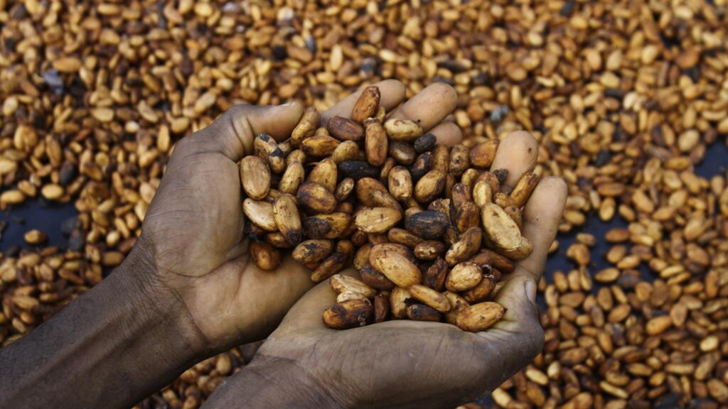 Hausse des prix du cacao en Côte d'Ivoire: «Ces prix jamais-vus ne tiennent pas compte de l'inflation»