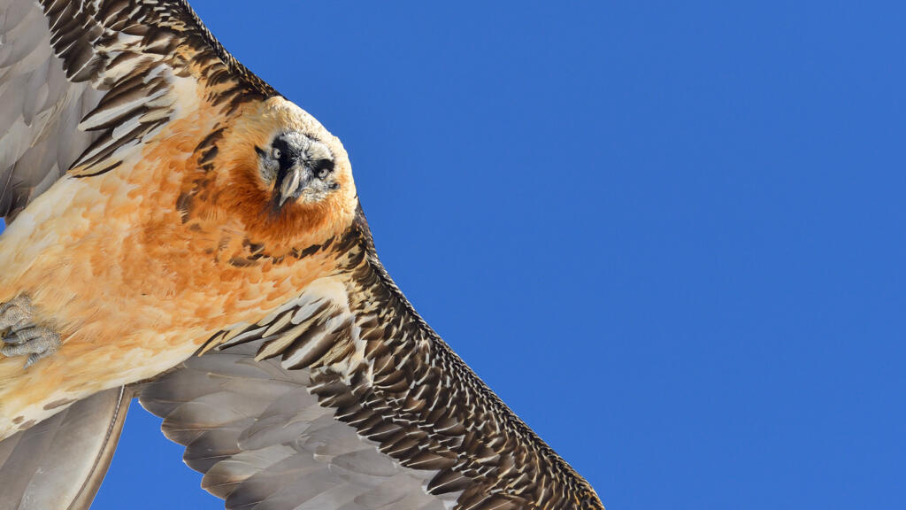 Dans le nid secret du gypaète barbu, vautour emblématique des Alpes