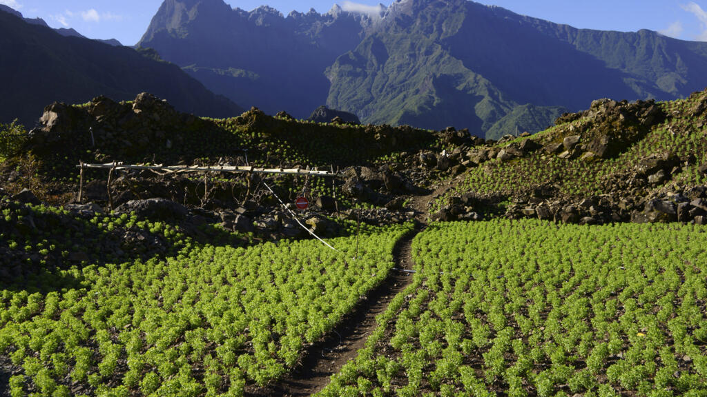 Culture de lentilles sur l'île de La Réunion. (Image d'illustration)