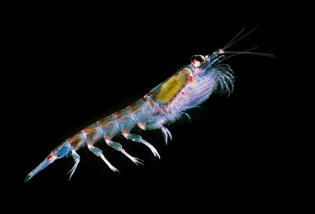 Excrementos do krill antártico absorvem altas quantidades de carbono. Este crustáceo está na base da pirâmide alimentar no polo sul.