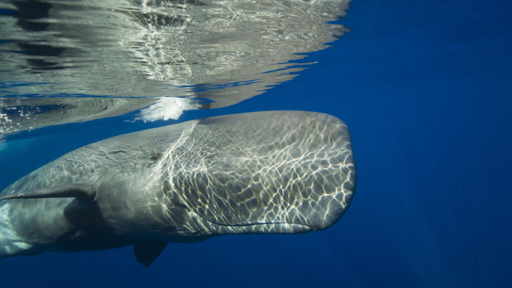Un grand cachalot dans l'océan Atlantique, près de l'archipel des Açores.
