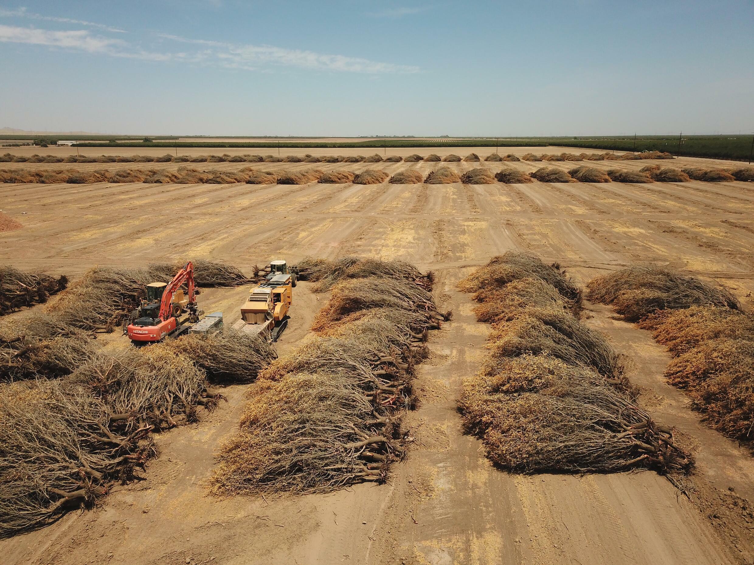 In blistering drought, California farmers rip up precious almond trees