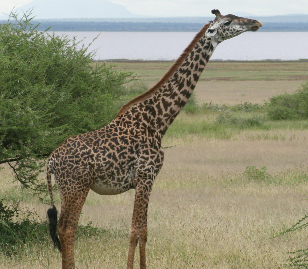 Une girafe massaï près du lac du parc national Manyara en Tanzanie.
