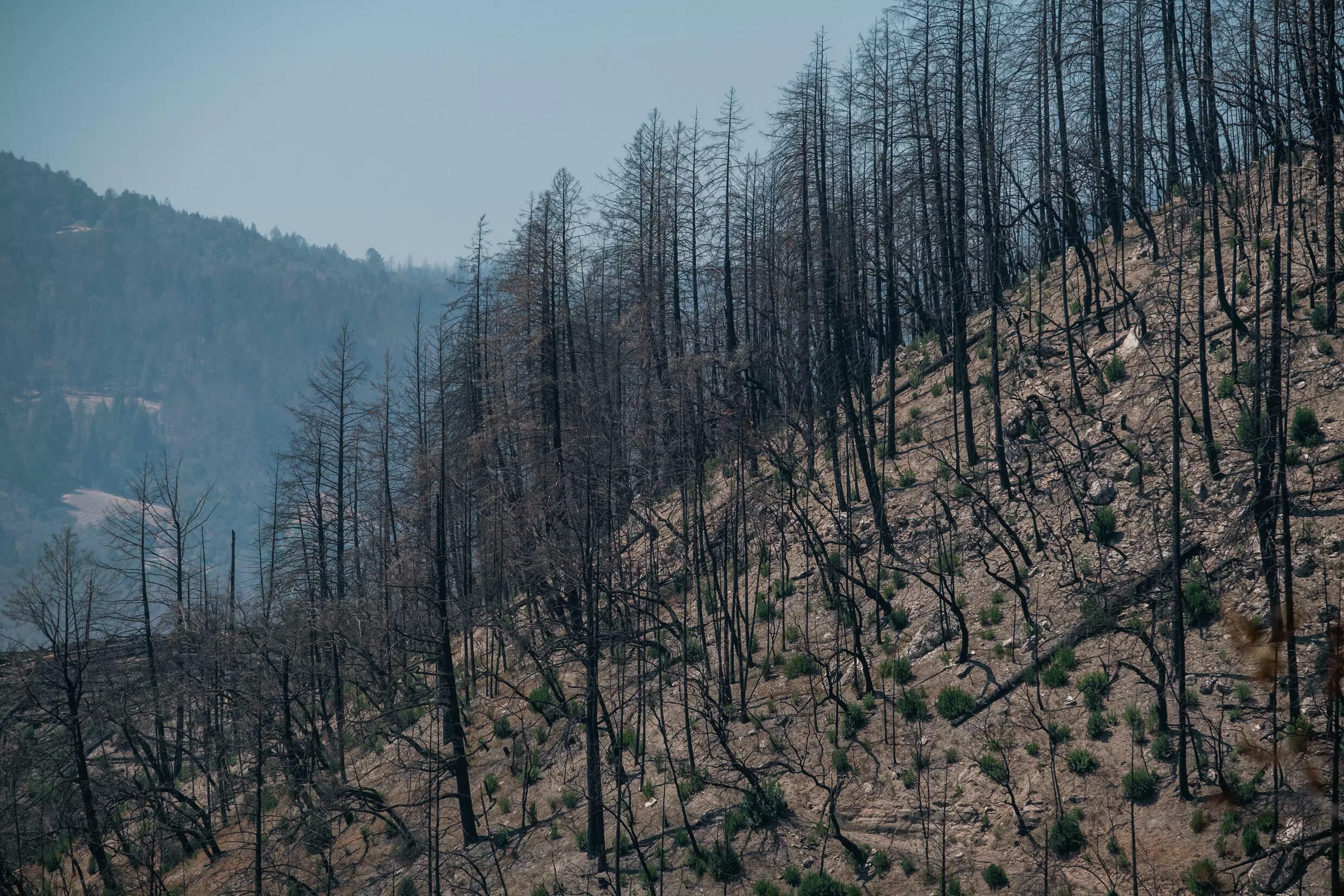 vinicultores california incendios