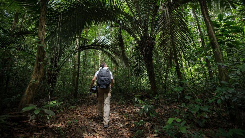 Sur le sentier de Roche Bateau, un des 5 sentiers de randonnée qui permettent d’explorer la forêt amazonienne à partir de Saül. (Image d'illustration)