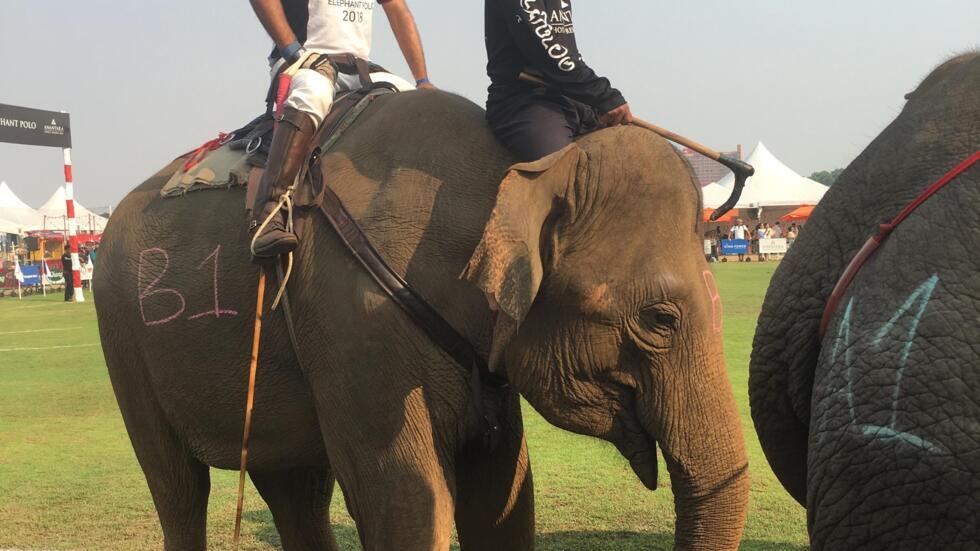 Why elephants playing polo is not just a game in Thailand International report