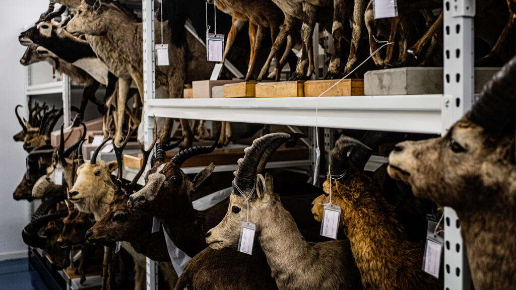 Dans les réserves du musée des Confluences à Lyon: retracer, inventorier, conserver