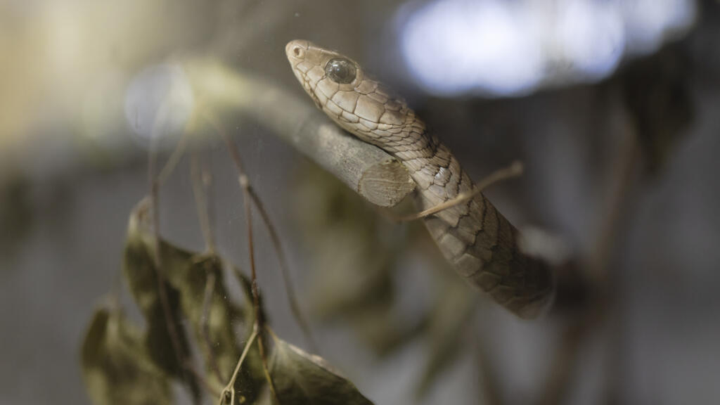 Centrafrique: face à une morsure de serpent, «chaque minute compte»