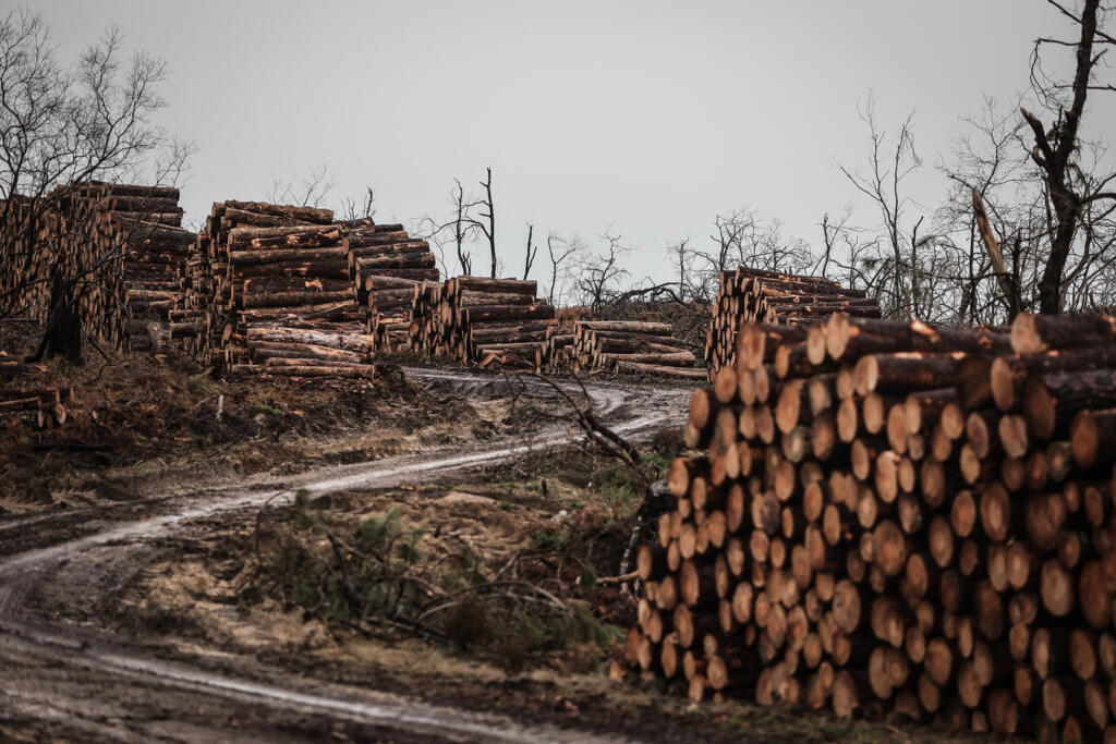 Na Amazônia, avanço do desmatamento é a principal causa da ameaça do 'ponto de não retorno' da floresta. (9 de dezembro de 2023)