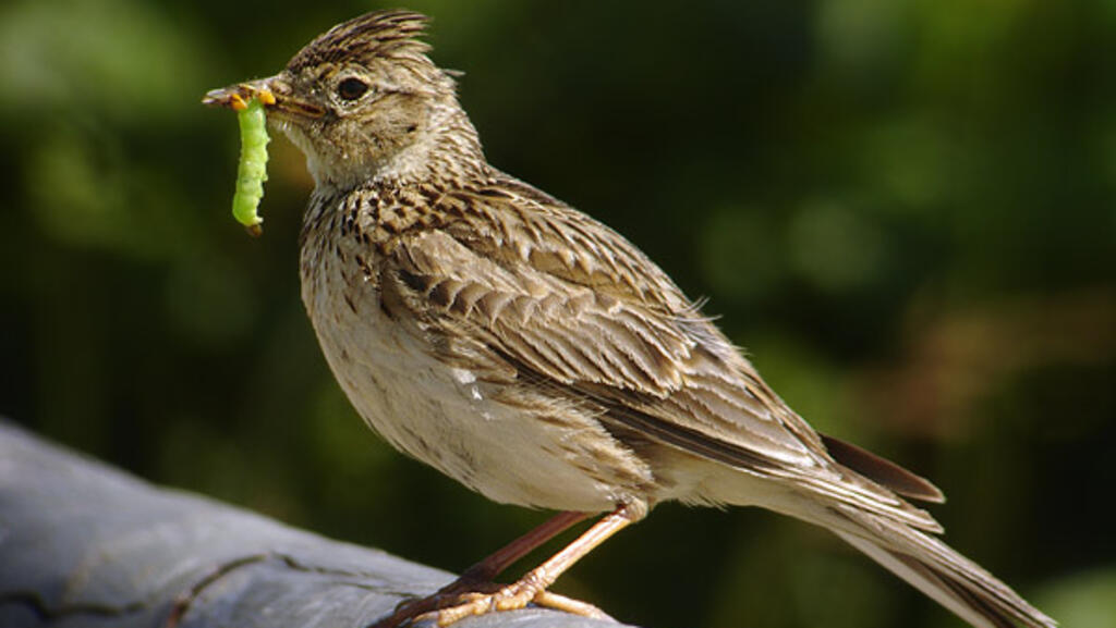 Alaudidae é um nome genérico dado a várias aves passariformes comuns na Europa.