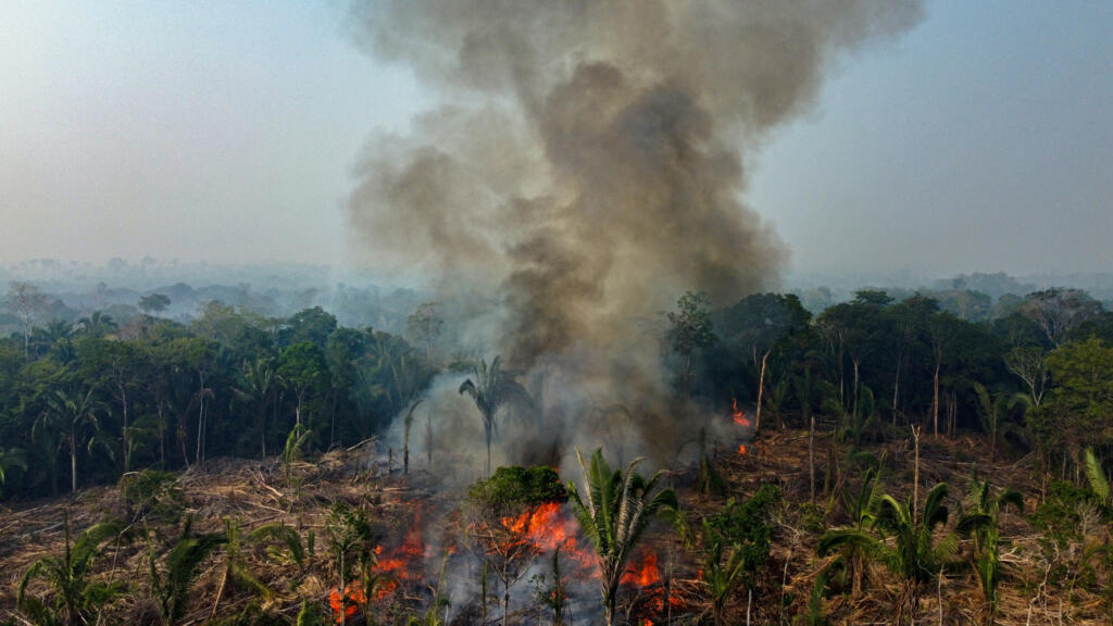 No Brasil, projetos geradores de créditos de carbono se concentram na proteção das florestas. 