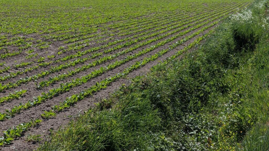 La baisse des prix du sucre pèse sur la production européenne