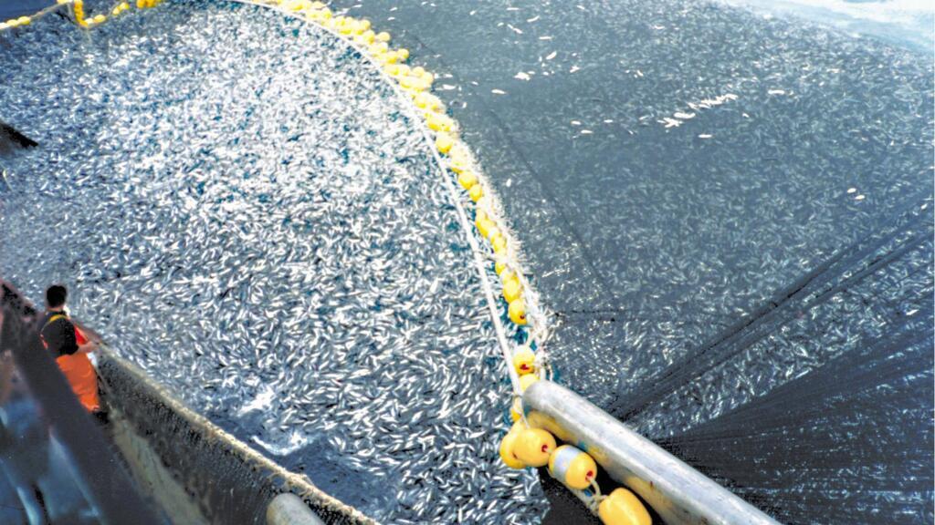 FAO projetou que a produção mundial de peixes deve atingir 204 milhões de toneladas em 2030, um aumento de 15% em relação a 2018. 