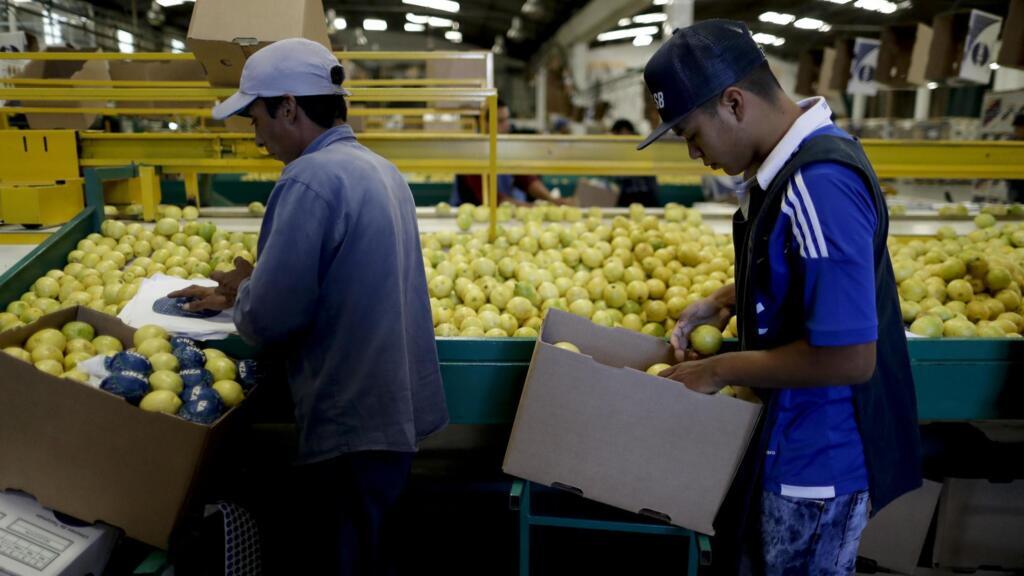 Des ouvriers agricoles argentins trient une récolte de citron frais, à Tucuman.