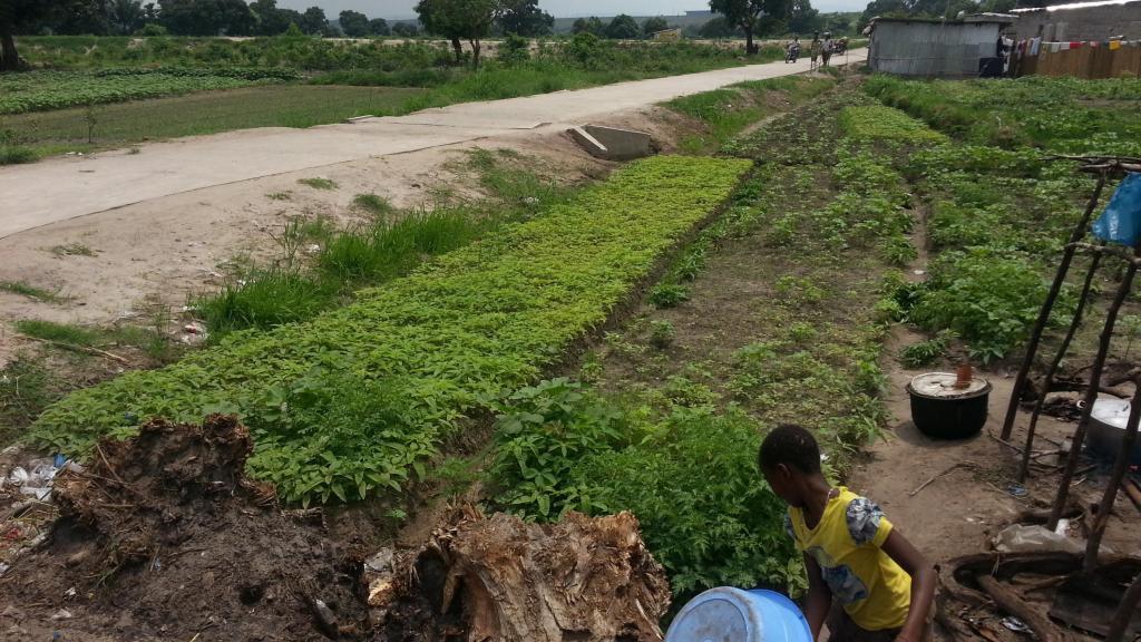 Périmètres maraichers dans la périphérie de la ville de Kinshasa en RDC.