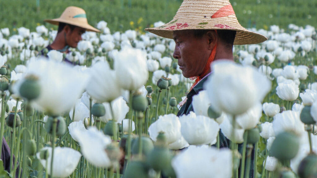 毒品生产销售 缅甸经济中根深蒂固的祸患