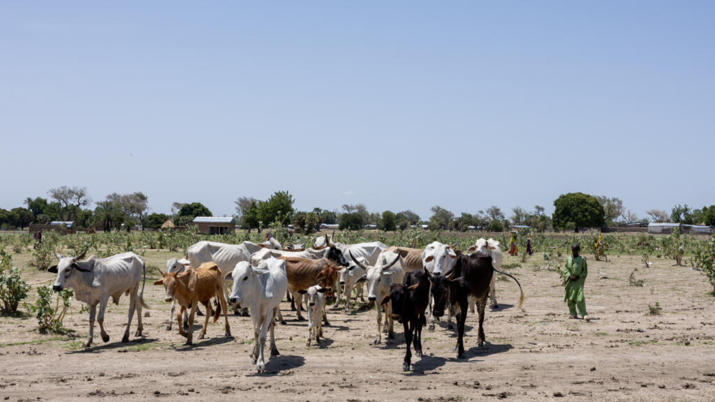 Tchad: dans le sud du pays, des notables catholiques dénoncent un projet de code pastoral «scélérat»