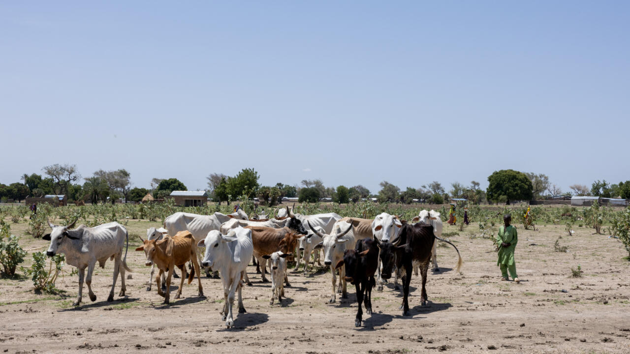 Tchad: éleveurs, agriculteurs... le Code pastoral divise toujours de larges pans de la société