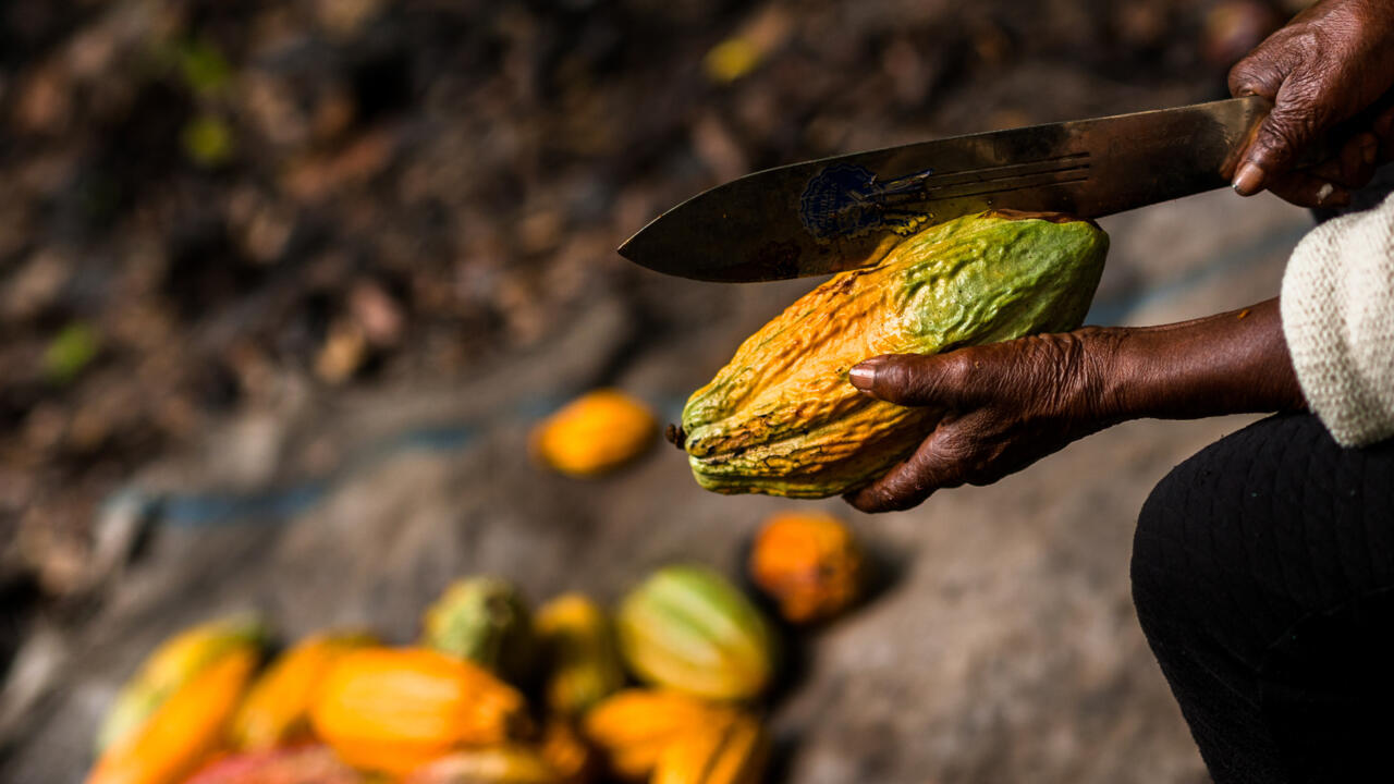 Cocoa Ivorian exporters struggling Time News