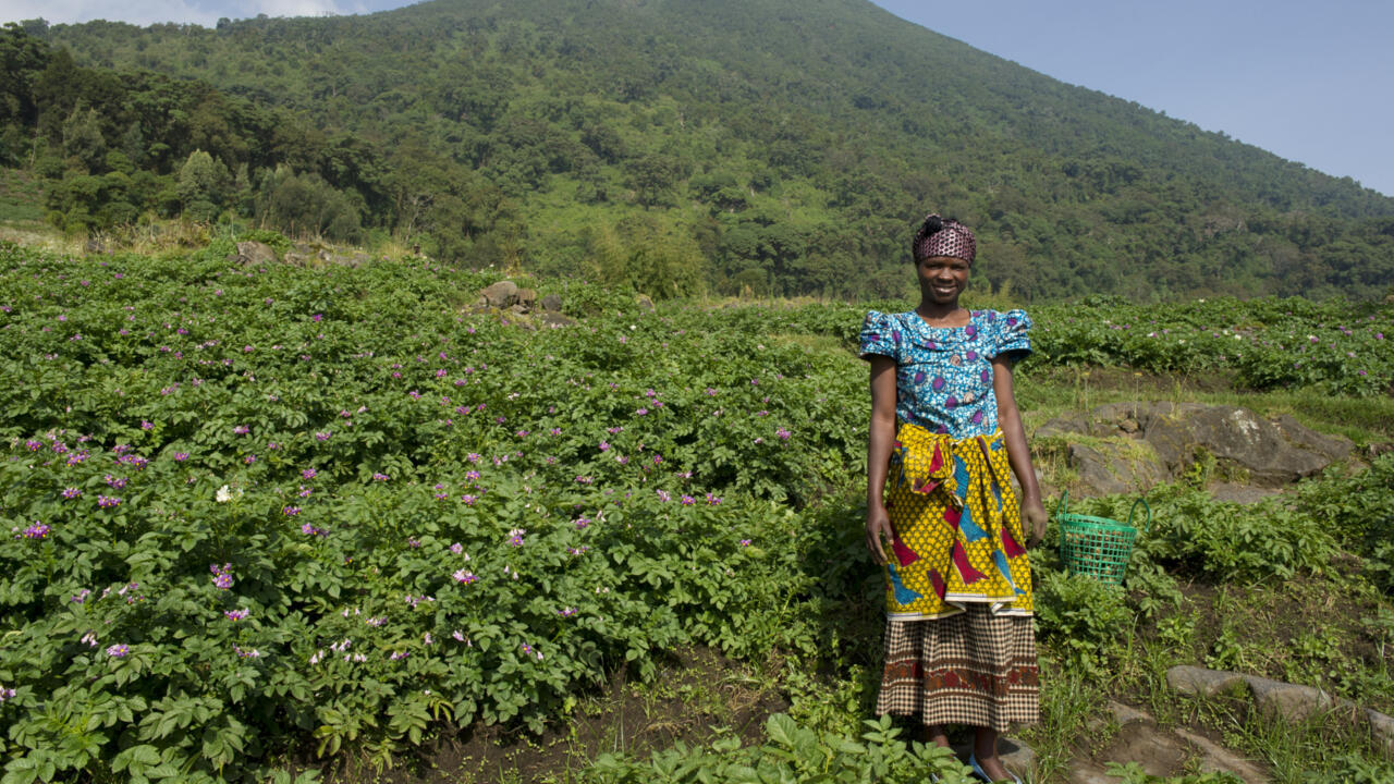 L'agriculture au Rwanda, le retour Afrique économie