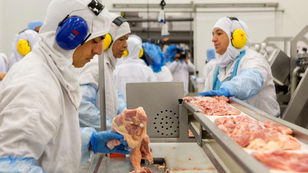 O Brasil se tornou o primeiro país a receber autorização para exportar carne de frango kosher para Israel. 