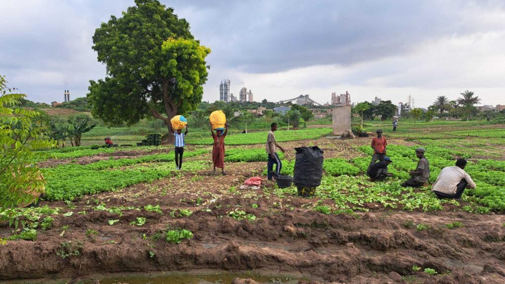 La zone maraîchère de Lendeng «poumon vert» dans la banlieue de Dakar (Sénégal).