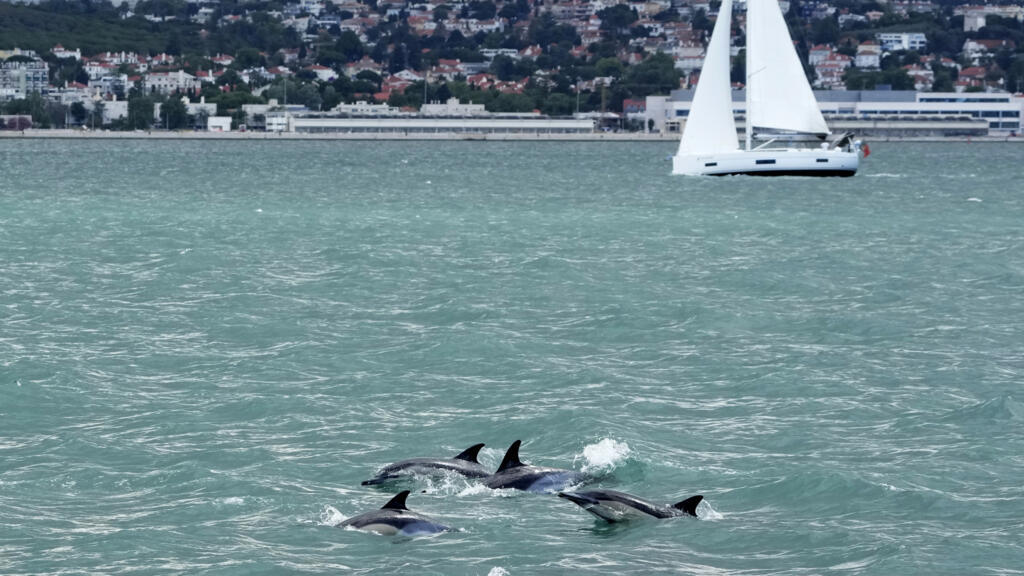 Un groupe de dauphins à l'embouchure du Tage à Lisbonne au Portugal, vendredi 24 juin 2022.