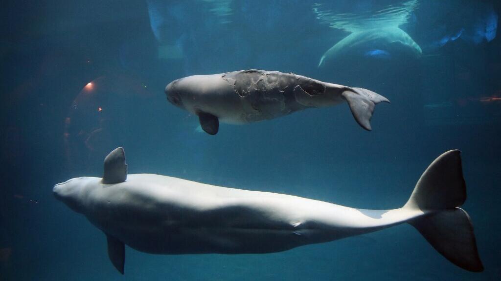 Un b&eacute;luga rep&eacute;r&eacute; dans la Seine dans un &eacute;tat jug&eacute; pr&eacute;occupant