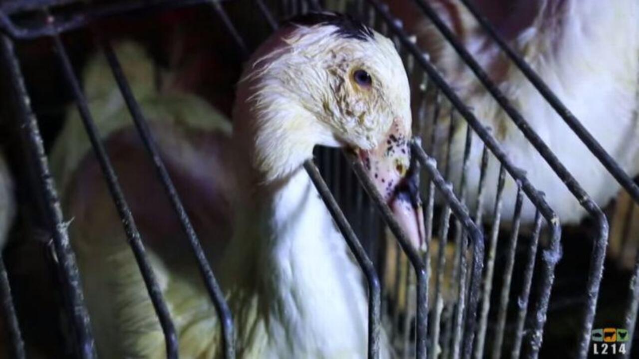 French foie gras producer acquitted in animal cruelty trial