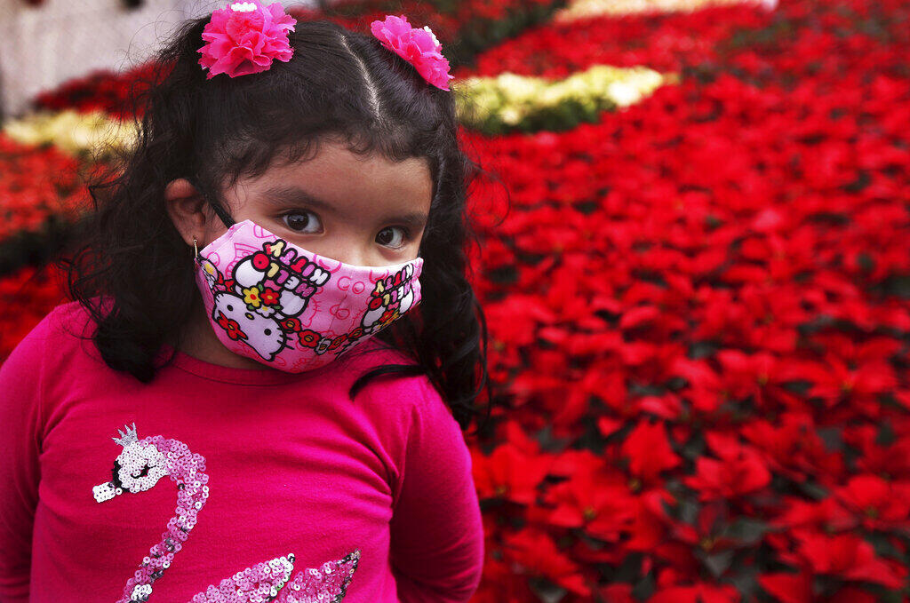 As flores de Noche Buena significam pureza e nova vida