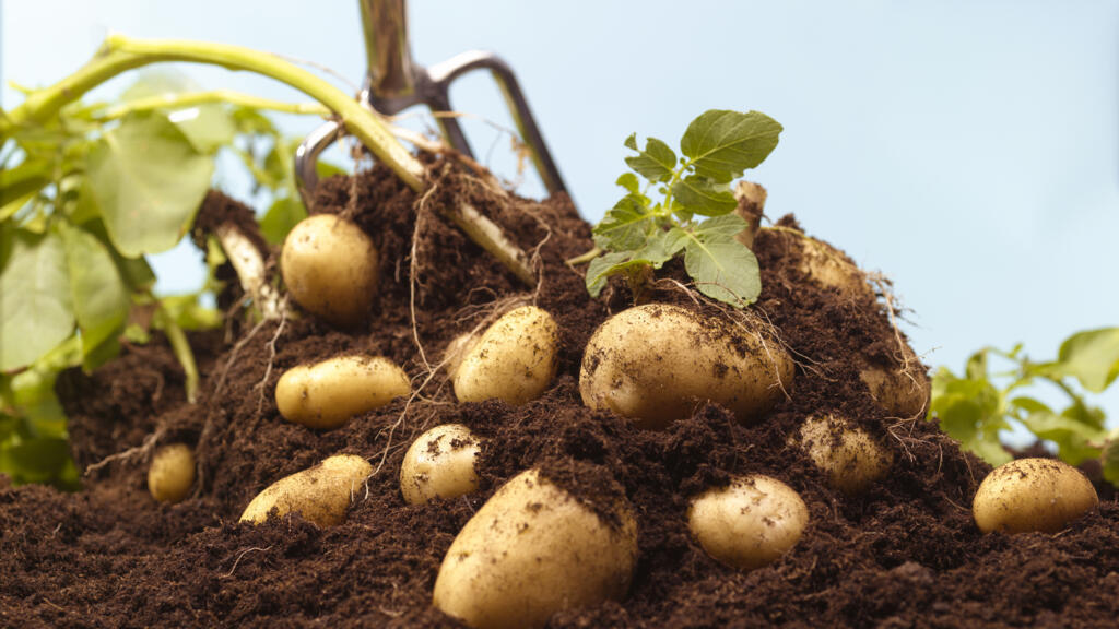 La pomme de terre est un tubercule et du point de vue de la botanique, c’est bien un légume.