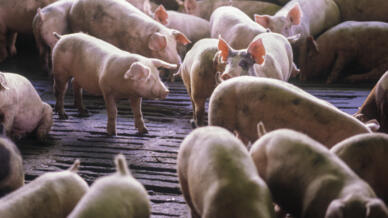 En Thaïlande, les prix de la viande de porc ont explosé ces dernières semaines et cela suscite l’inquiétude des consommateurs, à l’approche du Nouvel an chinois. (Image d'illustration)