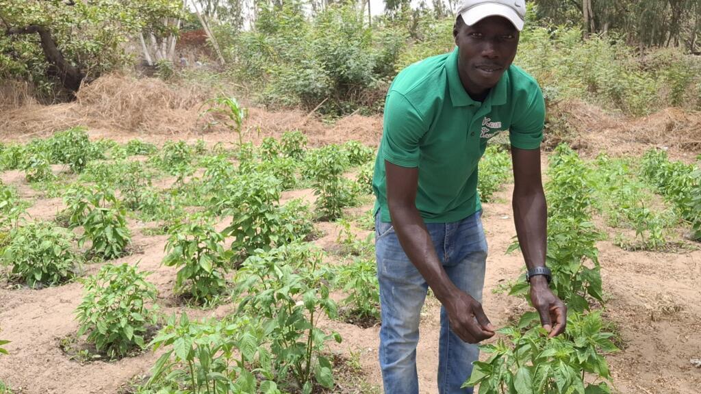 Babacar Sadji au milieu des plantes du potager.