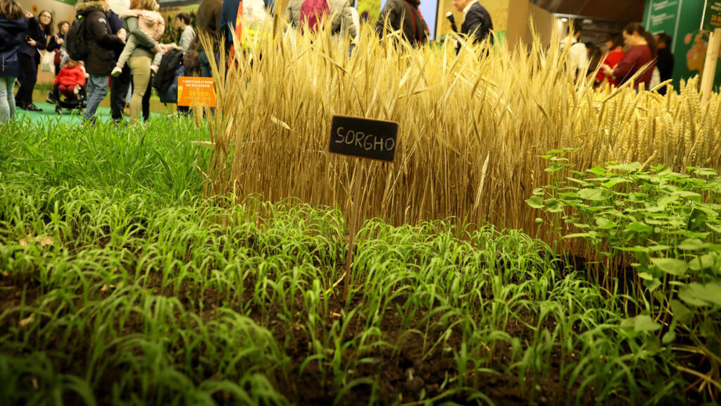 Salon de l'Agriculture de Paris 2023. Originaire d’Afrique, le sorgho est de plus en plus prisé en France, en alternative au maïs pour braver les canicules et manques d’eau.