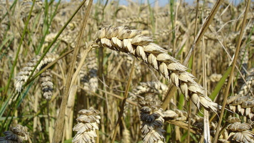 Production de blé au Maroc. (Image d'illustration)